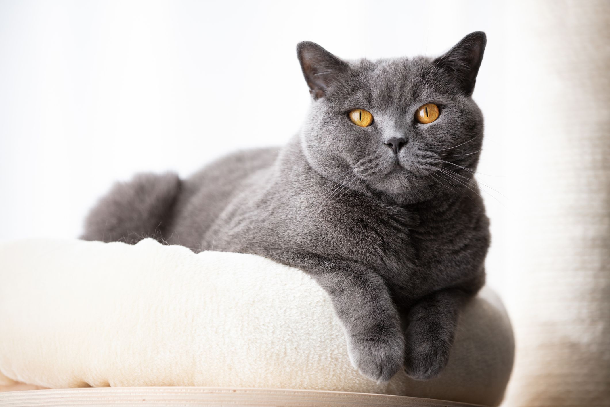 Comprar British Shorthair toy