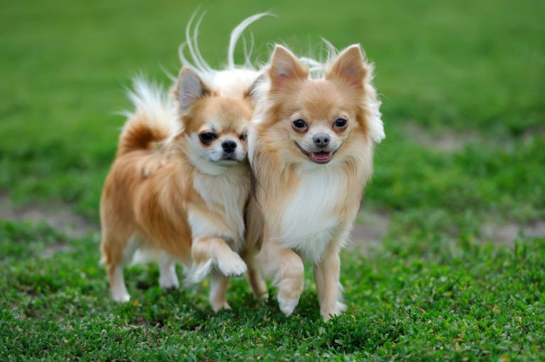 Comprar Chihuahua toy