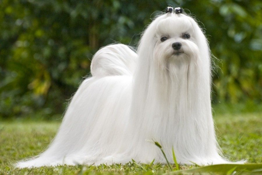 Bichón maltés toy