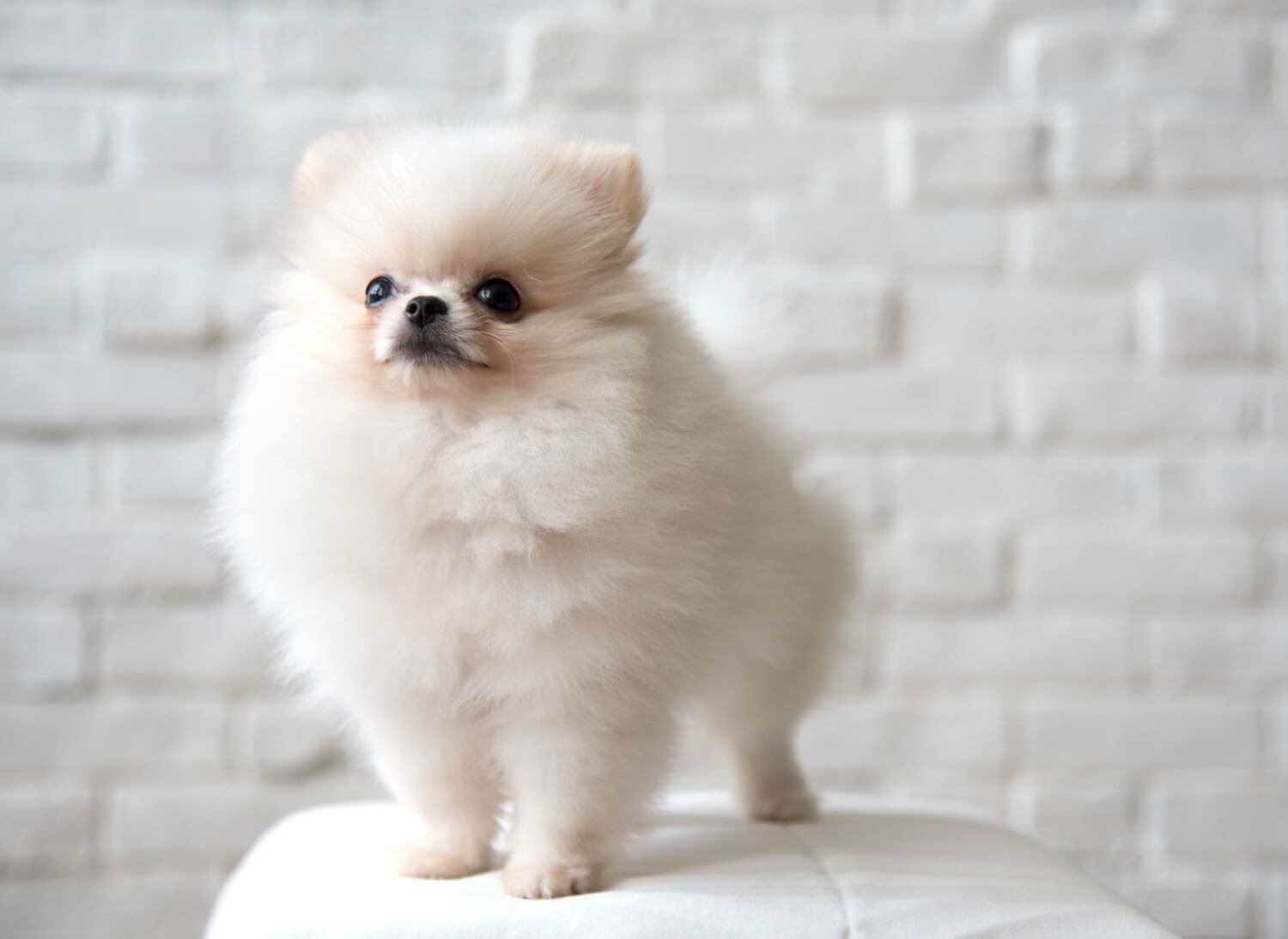 Pomerania toy